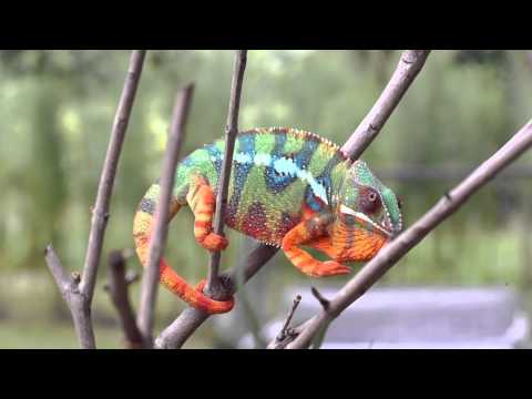 Real Chameleon Changing Color