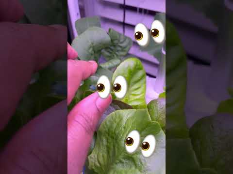 Indoor Hydroponic Garden Update | 23 Days Later! #shorts #hydroponicgardening #wwonderwwho