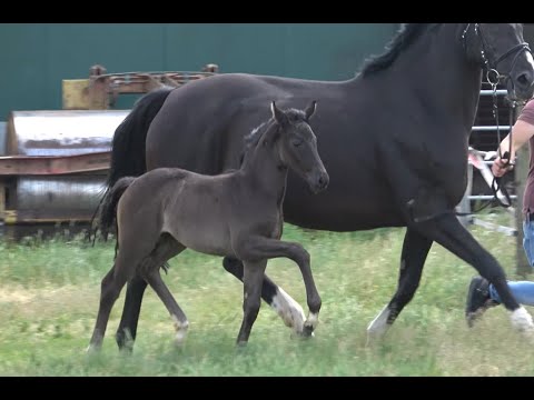 *2020 Stute von Rubin Royal - Desperados FRH SOLD!!!