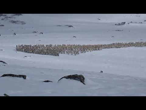 Wild Reindeer - Hardangervidda March 2019