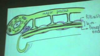 dr Gihan Histology part 1 Urinary system 1 " Kidney & nephrons "