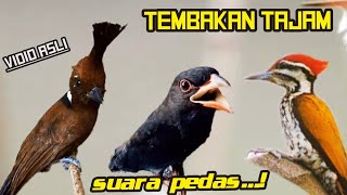 Download lagu TEMBAKAN TAJAM SUARA PEDAS 34 CILILIN VS TENGKEK BUTO VS PELATUK BAWANG mp3