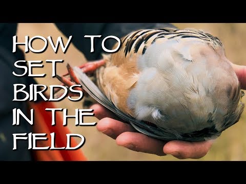 How To Set Birds In The Field - Upland Bird Dog Training