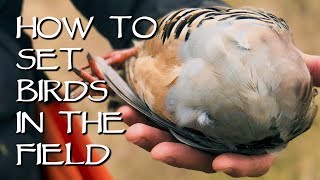 How To Set Birds In The Field - Upland Bird Dog Training