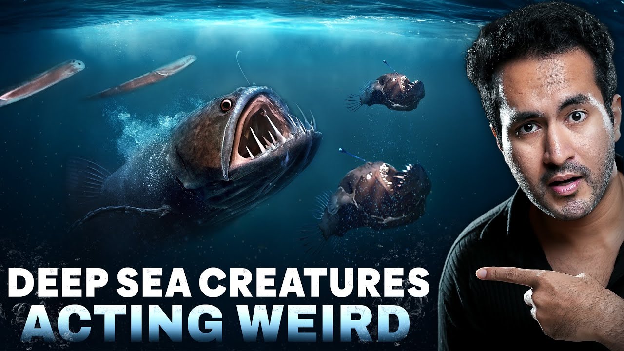 Why Deep Sea Creatures Act Weird?