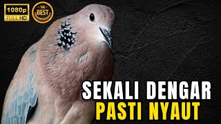 Download lagu SUARA MASTERAN TEKUKUR GACOR FULL 1 JAM NONSTOP mp3 Download lagu SUARA MASTERAN TEKUKUR GACOR FULL 1 JAM NONSTOP mp3