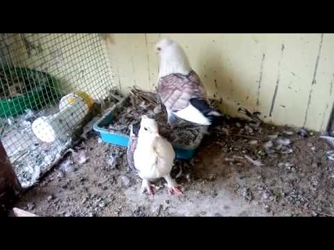 download lagu mp3 mp4 Pogen, download lagu Pogen gratis, unduh video klip Pogen