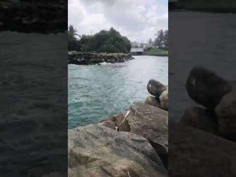 #dehiwala #beach  #mindrelaxing #travel #everyone #fun #calm #enjoy #srilanka #beautiful