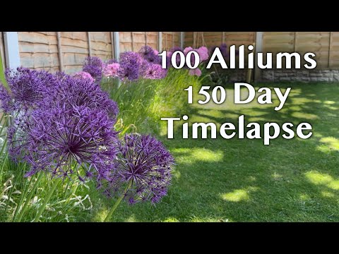 , title : 'Allium Flowers 150 Day Timelapse of Beautiful ‘Purple Sensation’ Alliums Growing'