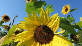 Download lagu Tak Selamanya Diam Itu Emas, song by Trio Ambisi .... Golden Flowers and The Bees mp3 Download lagu Tak Selamanya Diam Itu Emas, song by Trio Ambisi .... Golden Flowers and The Bees mp3