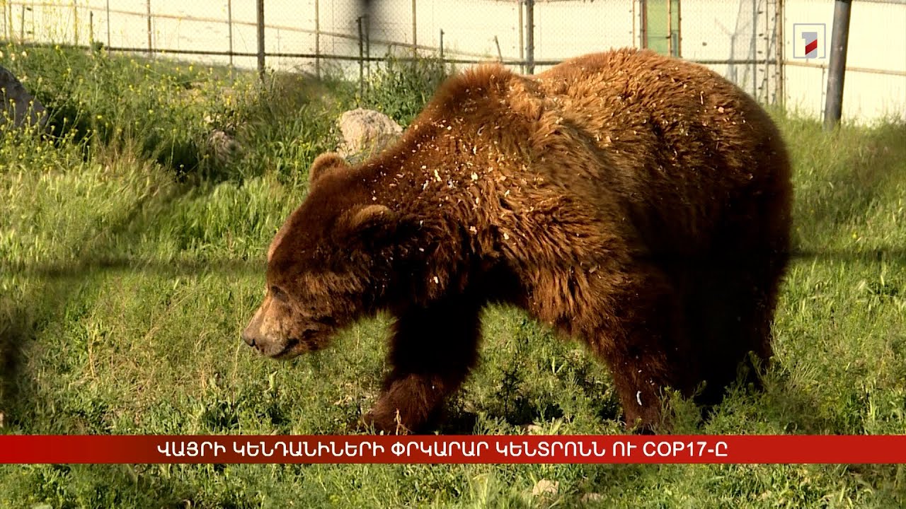 Վայրի կենդանիների փրկարար կենտրոնն ու COP17-ը