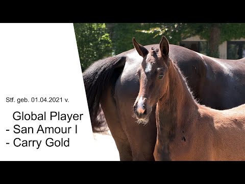 Stf v Global Player x San Amour I x Carry Gold 2021
