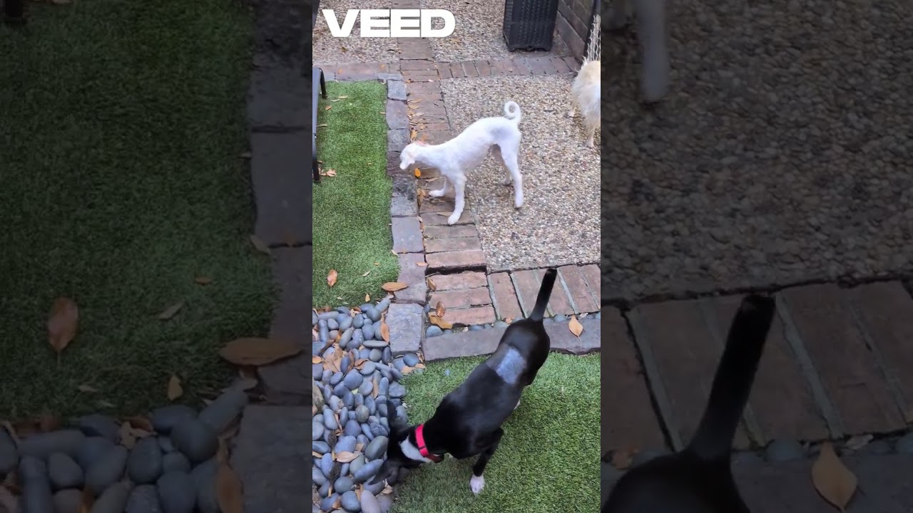 Enlarge Trevor, a Adoptable mixed breed in Putnam, CT video 6/6