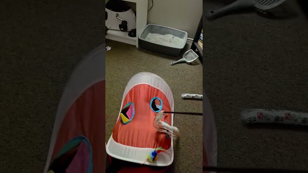 Enlarge Amara, a ADOPTABLE Domestic Short Hair in Brantford, ON video 5/5