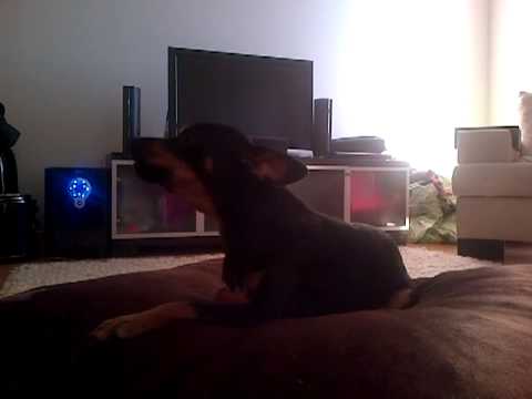 GANGNAM STYLE PİNÇO