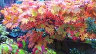preview picture of video 'Acer palmatum Autumn Glory'
