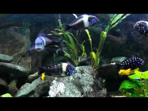 Watch Video on YouTube