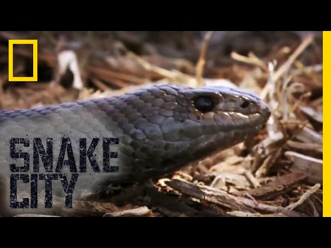 That's a Big Mole Snake | Snake City