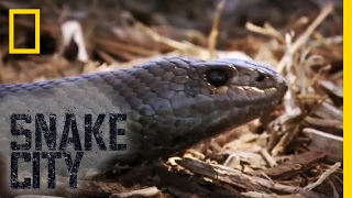 That&#39;s a Big Mole Snake | Snake City