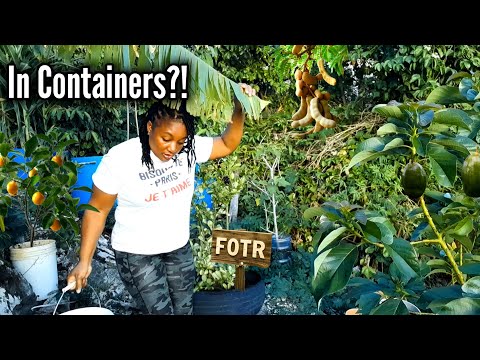 Container Exotic Fruit Trees: Maximize Yields with My Method