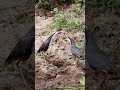 The Sound Of Two Waterhen Shorts