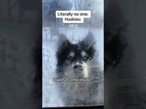 #cat #funnyvideo #funny