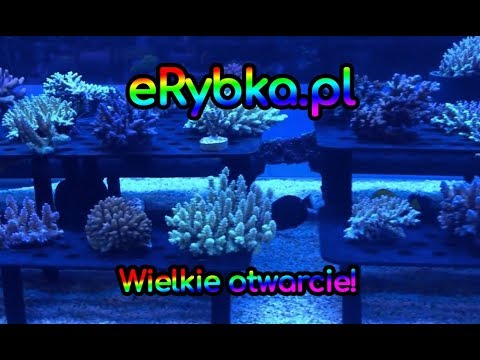 (121) eRybka / Józefów k. Warszawy / Otwarcie / 02.02.2019 - Akwarium morskie - Reef aquarium