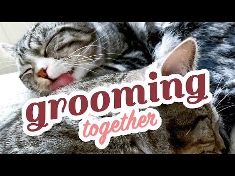 ASMR Cats 😺😸 twins grooming together 😽😻 relaxing