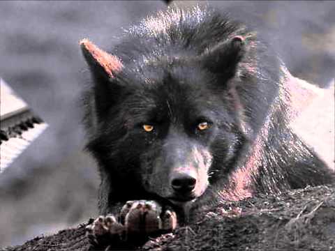 Wolfsmond - Auf der Reise