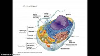 La cellula