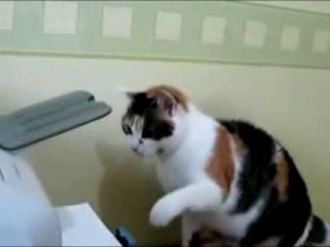 Funny cat : Copy cat