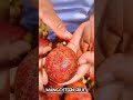 Mangosteen Fruit So Satisfying