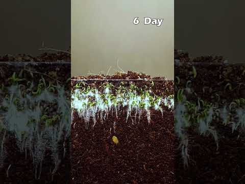 Growing Poppy Plant from Seeds - Soil cross section #greentimelapse #gtl #timelapse #gardening #diy