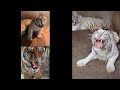 Angry Tigers Roar!!compliation.