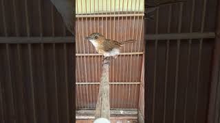 Download lagu Burung Pelanduk Bukit Jinak.part 1.#pelanduk mp3