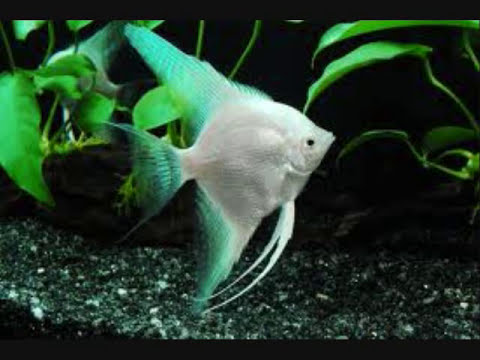 Top 15 freshwater aquarium fish.