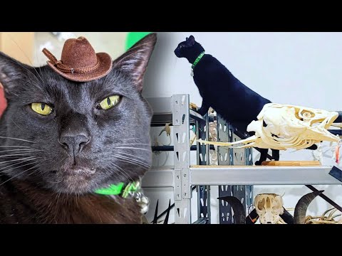 Meet Tiktok Star Sir Indiana Bones, a Museum’s Famous Cat