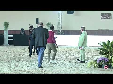 N 42 TF TSUNAMI   Italian Nationals 2023   Yearling Colts Section B Class 4B