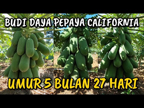 UPDATE TERBARU PERKEMBANGAN PEPAYA CALIFORNIA DI KEBUN INDES || ALHAMDULILLAH 2 HARI TURUN HUJAN