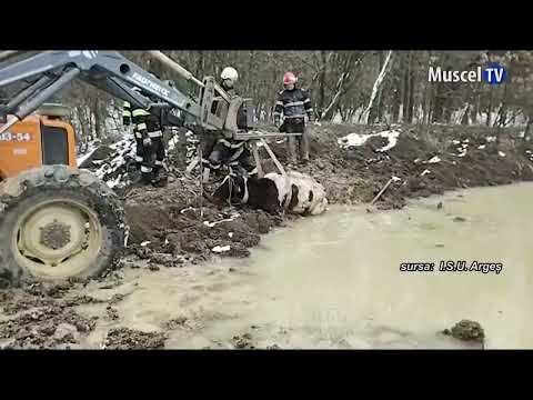 Jurnal MUSCEL TV  09.03.2022 Vacă salvată de pompieri la Pârvu Roșu