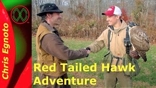 A Taste of Falconry with a Red Tailed Hawk