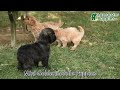Mini Goldendoodle dogs for sale: Coconut - Video 1