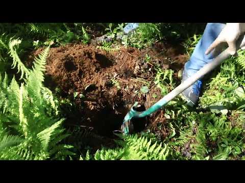 Lacto-Fermentation Root Cellar Hack: Get Diggin!