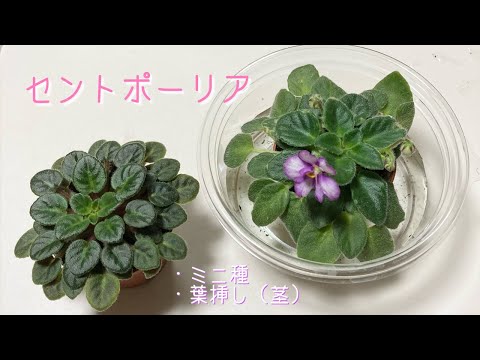 園芸 セントポーリアの葉から挿し木をする方法は?