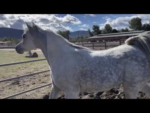 الفرس المصرية الرائعة الرزولا بنت الرهيب ( مباعة للعراق )