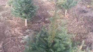 Top Work Video on Young Christmas Trees