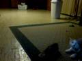 Sammy Plays Fetch W Frog
