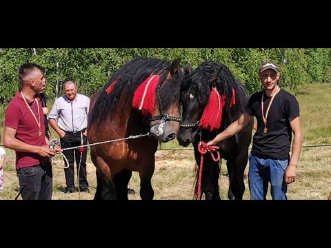 Sorin's Stallions from Marisel - Cluj