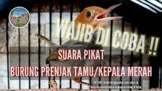 Download lagu SUARA PIKAT PRENJAK TAMU RIBUT || SUARA PIKAT ANTI ZONK !! mp3 Download lagu SUARA PIKAT PRENJAK TAMU RIBUT || SUARA PIKAT ANTI ZONK !! mp3