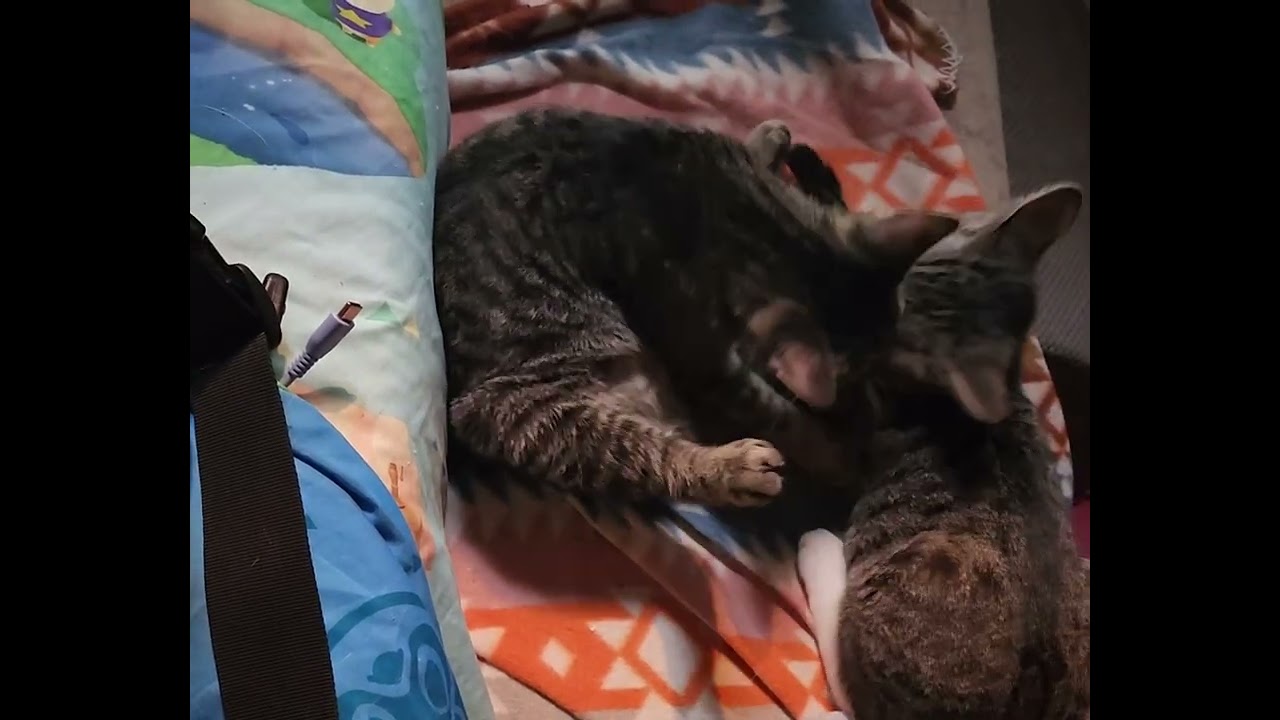 Enlarge Jelly, an adoptable mixed breed in New York, NY video 2/6